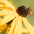 Flower Fly Photograph by Marc Champagne Flower Fly Photograph by Marc Champagne