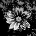 Flower Glow Black and White by Ron White
