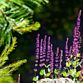 Flower Meadow Sage Print Photograph by Gwen Gibson Flower Meadow Sage Print Photograph by Gwen Gibson