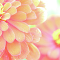 Flower Oasis Photograph by Becqi Sherman Flower Oasis Photograph by Becqi Sherman