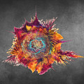 Flower Power Fractal Art by Justyna Jaszke JBJart Flower Power Fractal Art by Justyna Jaszke JBJart