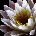 Flower Waterlily by Nancy Griswold Flower Waterlily by Nancy Griswold