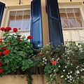 Flower Window In Charleston Sc by Susanne Van Hulst Flower Window In Charleston Sc by Susanne Van Hulst