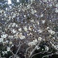 Flowering Tree Photograph by Pamela Henry Flowering Tree Photograph by Pamela Henry