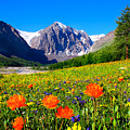 Flowering Valley. Mountain Karatash Photograph by Victor Kovchin Flowering Valley. Mountain Karatash Photograph by Victor Kovchin
