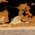 Flying African Bird by James Hill Flying African Bird by James Hill