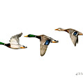 Flying Mallards by Sarah Batalka Flying Mallards by Sarah Batalka