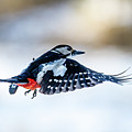 Flying Woodpecker Photograph by Torbjorn Swenelius Flying Woodpecker Photograph by Torbjorn Swenelius