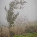 Fog And Wind by Debbie Ann Powell Fog And Wind by Debbie Ann Powell