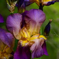 For the Love of Iris Photograph by Ben Upham III For the Love of Iris Photograph by Ben Upham III