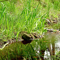Forest Brook Photograph by Elena Perelman Forest Brook Photograph by Elena Perelman