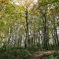 Forest Canopy Photograph by Allen Nice-Webb Forest Canopy Photograph by Allen Nice-Webb