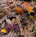 Forest Ferns Photograph by Doug Gibbons Forest Ferns Photograph by Doug Gibbons