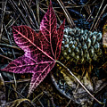 Forest Floor Photograph by Joe Shrader Forest Floor Photograph by Joe Shrader