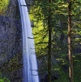 Forest Mist by Chad Dutson Forest Mist by Chad Dutson
