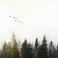Forest Digital Art by Nicklas Gustafsson Forest Digital Art by Nicklas Gustafsson