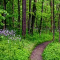 Forest Path Photograph by Ann Bridges Forest Path Photograph by Ann Bridges
