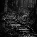 Forest Stairs by Scott Norris Forest Stairs by Scott Norris