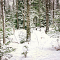 Forest through the Trees Print Photograph by Gwen Gibson Forest through the Trees Print Photograph by Gwen Gibson