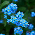 Forget -me-not 5 by Jouko Lehto Forget -me-not 5 by Jouko Lehto