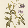 Forget Me Not Drawing by Pierre Joseph Redoute Forget Me Not Drawing by Pierre Joseph Redoute