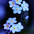 Forget Me Not Photograph by Vanessa Thomas Forget Me Not Photograph by Vanessa Thomas