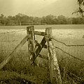 Forgotten Fields Photograph by Holly Kempe Forgotten Fields Photograph by Holly Kempe
