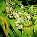 Forest's gift. Bear's garlic. Photograph by Elena Perelman Forest's gift. Bear's garlic. Photograph by Elena Perelman