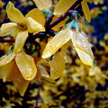 Forsythia rain drops by Lisa Rose Musselwhite Forsythia rain drops by Lisa Rose Musselwhite