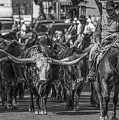 Fort Worth Longhorn Cattle Drive Wide Photograph by Jonathan Davison
