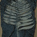 Fossil Palm Digital Art by Delynn Addams Fossil Palm Digital Art by Delynn Addams