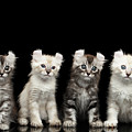 Four American Curl Kittens with Twisted Ears Isolated Black Background Photograph by Sergey Taran Four American Curl Kittens with Twisted Ears Isolated Black Background Photograph by Sergey Taran