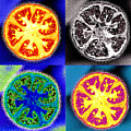 Four Tomatoes Photograph by Nancy Mueller Four Tomatoes Photograph by Nancy Mueller