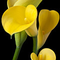 Four Yellow Calla Lilies by Garry Gay Four Yellow Calla Lilies by Garry Gay