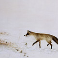 Fox In Snow by Jane Neville Fox In Snow by Jane Neville