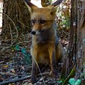 Fox Joy  by Colette V Hera Guggenheim
