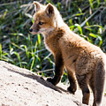 Fox Kit #1 Photograph by Mindy Musick King Fox Kit #1 Photograph by Mindy Musick King