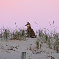 Fox On The Dune At Dawn Photograph by Robert Banach Fox On The Dune At Dawn Photograph by Robert Banach