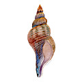Fox Shell Painting by Amy Kirkpatrick Fox Shell Painting by Amy Kirkpatrick
