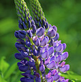 Lupin Photograph by Jerry LoFaro Lupin Photograph by Jerry LoFaro
