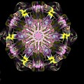 Fractal Flowers 10-20-09 by David Lane Fractal Flowers 10-20-09 by David Lane
