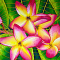 Frangipani Flower Painting by Daniel Jean-Baptiste Frangipani Flower Painting by Daniel Jean-Baptiste