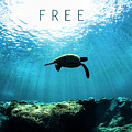 Free. by Sean Davey Free. by Sean Davey