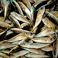 Fresh Sardine Fish Catch Of The Day Painterly 20170913 by Wingsdomain Art and Photography Fresh Sardine Fish Catch Of The Day Painterly 20170913 by Wingsdomain Art and Photography