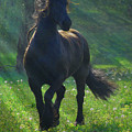 Friesian Sun Photograph by Fran J Scott Friesian Sun Photograph by Fran J Scott
