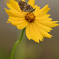 Fritillary on Coreopsis Photograph by Robert Charity Fritillary on Coreopsis Photograph by Robert Charity