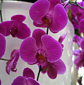 From The Vase by Ann Keisling From The Vase by Ann Keisling