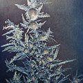 Frost by Scott Norris Frost by Scott Norris