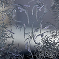 Frost Series 8 Photograph by Mike Eingle Frost Series 8 Photograph by Mike Eingle