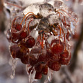 Frozen Berries by Andrei Shliakhau Frozen Berries by Andrei Shliakhau